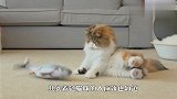猫咪：这尾巴真烦，再不拿开本喵要爆发了！下一秒忍住别笑