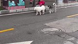 两只雪橇犬陪着坐在轮椅上的老奶奶散步
