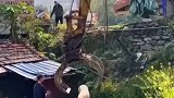 抓年猪，黄金矿工玩多了