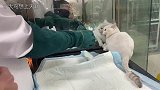 即将做手术的猫咪，真的是太凶了，猫咪：你们谁也别动我！