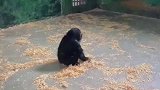 在线活捉一只幼稚鬼，动物园小猩猩变身推草机