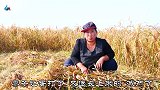 张家口小山村割黍子大姐，她说6亩黍子收割五天，这样秋收太原始