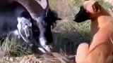 这才是正宗狗尾巴草