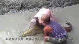 这种鱼鳞片极其坚硬，能用来制作靴子，却终是逃不过人类的魔爪