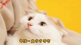 全网最凶田园小母猫，不愿被抱，吼得布偶猫公猫不敢睁眼