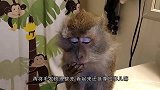 猴子闯祸，不满主人教训自己和主人顶起嘴来，主人还吵不过猴子！