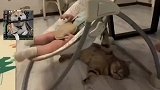 猫猫躺在地上摇晃摇篮哄宝宝睡觉，眼神中仿佛失去了光