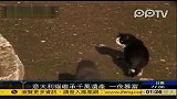 猫咪一夜暴富 继承千万遗产及多套房产