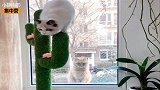 爆笑：门不当户不对，猫咪也想攀富贵