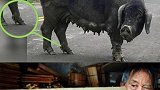 “木匠不做齐头料，屠夫不杀五爪猪”何意？农村生活过的人才知道总有好事会花生