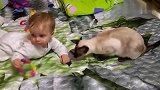 猫猫躺在床上哄小宝宝睡觉，这个喵星人真的不一般