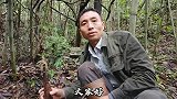 满山的竹笋没人要，大叔拔了几十斤晒笋干，你们认识这种竹笋吗？