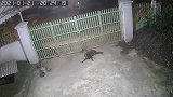 国外发生地震！狗狗直接被震醒，坐立不安