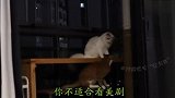 住口！你当我是那种随随便便的猫吗？