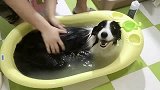广东主人给狗狗洗澡，网友：亲，办卡不，今天有优惠喔！