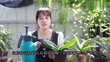 给蝴蝶兰施肥有讲究，掌握好3个要点，新手也能轻松学会