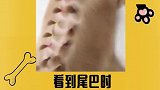 看到尾巴我真的没忍住，哈哈哈！