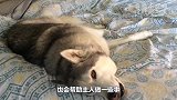 退伍军犬没用后，军人会如何处置它们？看完眼眶红了