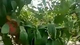 听说过红杏出墙，看看，这么多桃子也学会出墙了
