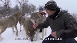 野狼偷羊遭遇牧羊犬，王者见面直接开打，镜头记录罕见过程！