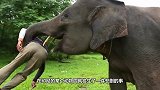 饲养员给大象喂食，不料大象发难挣脱铁链，意外发生了