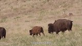 野生世界的关系