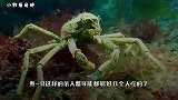 世界上最大的螃蟹，被称为“杀人蟹”，却败给了吃货！