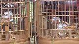 画眉鸟斗鸟：好凶的2只画眉鸟，打得真猛！