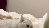猫咪想咬女生的脚但又下不去嘴，这酸爽辣眼睛啊