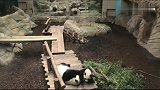 大熊猫圆梦一家三口同框啦，粑粑可以随时看到老婆和儿子