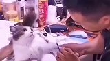 小猫咪让你猝不及防