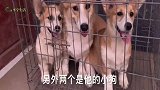 柯基的基因太强大了，三个月的小柯基长竟然和狗妈长的一模一样
