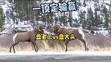 盘羊见面就打架，来吧，看看谁的头硬