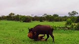 雄狮单独捕猎野牛，难得一见