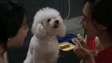 为了口吃的，连外语都学会了