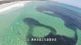游客在海里游泳，突然一团黑影逼来，游客连忙爬上岸！