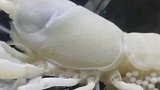 怀孕母虾常见，而白色品种的母虾一肚子虾仔不常见
