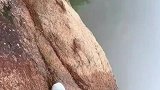 老君山腾云栈道第一视角