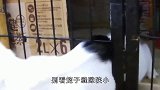 养猫需不需要买笼子？看完这些猫咪越狱视频，你就懂啦！