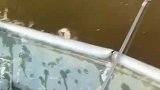 河里生存着巨无霸，幸亏没下去游泳