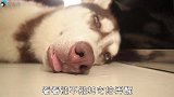 趁二哈熟睡以后，把芥末涂在它嘴上，会发生什么？
