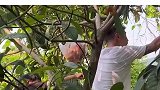 男子想摘枇杷，不料树枝断了