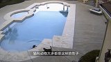 大猫正在沉思，却不知老虎已在背后，结果会怎样呢