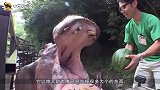 河马大战犀牛，犀牛主动把头伸进河马嘴里，下一秒悲剧了