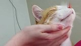 粘人的橘猫跑到床上求主人抚摸！愿做那只猫