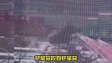 八哥我是不是被利用了