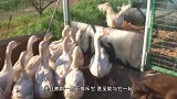 它被同伴视为“另类”，每天与鹅群同吃同住，画面十分和谐