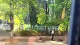 养狗人的日常真的是这样的吗