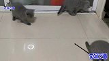 主人让猫爸爸看猫宝宝，胖公猫一脸不高兴，小奶猫竟跟猫爸杠起来