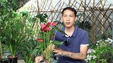 秋季养红掌，“狠心”来“一刀”，花瓣更多，更大